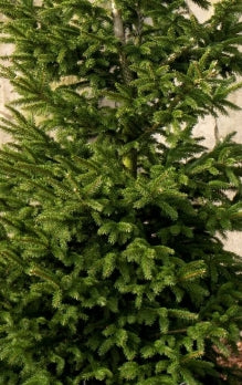 Thuja plicata 'Atrovirens'