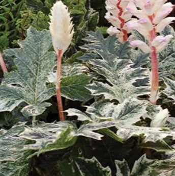 Veronica x 'Whitewater' PP22783