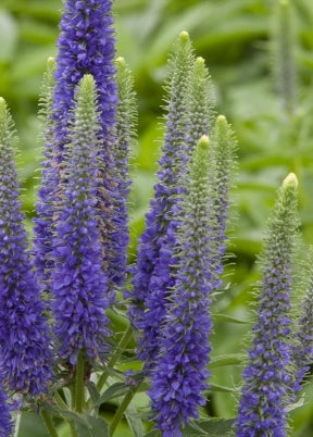 Veronica 'Royal Candles'