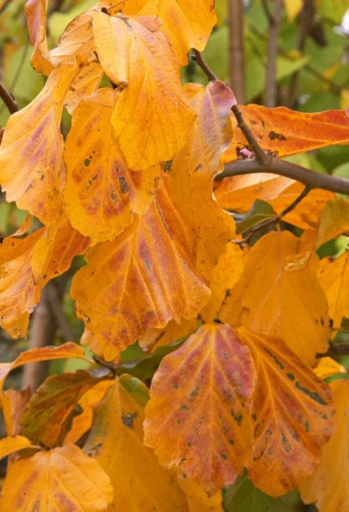 Parrotia persica