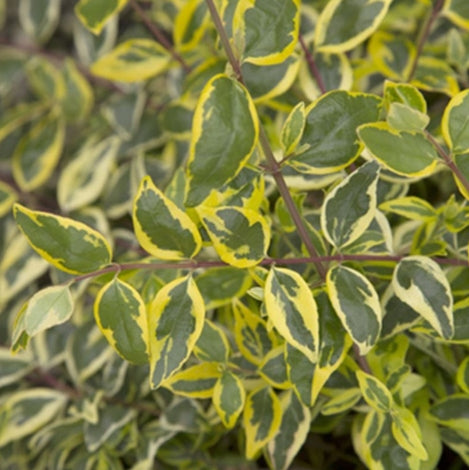 Abelia x gr. 'Miss Lemon' ™