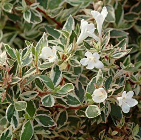Abelia x gr. 'Variegata'