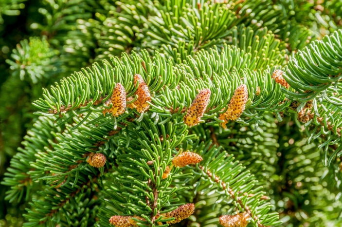 Abies nordmanniana