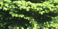 Abies nordmanniana 'Arne's Dwarf'