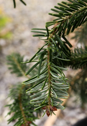 Abies nordmanniana 'Pendula' (CG)