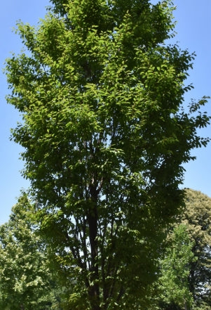 Zelkova ser. 'Musashino'