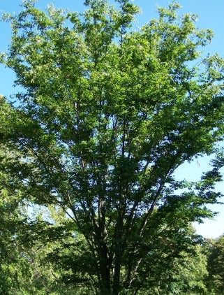 Zelkova s. 'Village Green'
