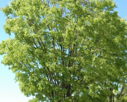 Zelkova s. 'Green Vase'