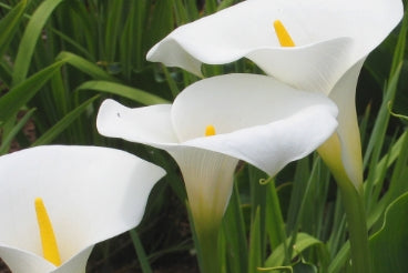 Zantedeschia aethiopica