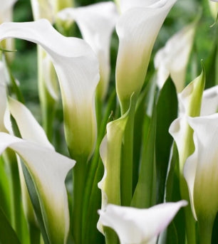 Zantedeschia 'Hardy White Calla'