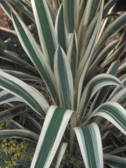 Yucca fil. 'Variegata'