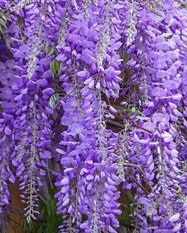 Wisteria fl. 'Royal Purple' (purple) (BBP)