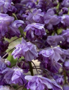 Wisteria fl. 'Black Dragon' (purple)