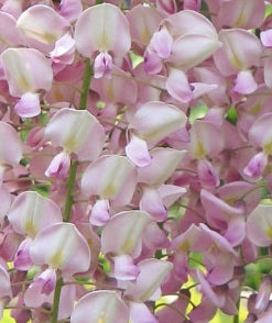 Wisteria fl. 'Albo Rosea' (pink)