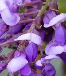 Wisteria brachybotrys 'Okayama'