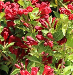 Weigela x DATE NIGHT™ MAROON SWOON™ BE PP26841