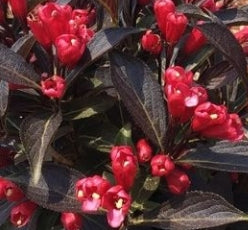 Weigela x DATE NIGHT™ ELECTRIC LOVE™ BE PPAF