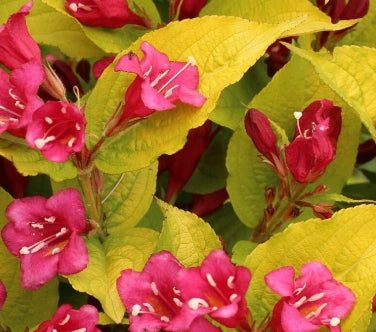 Weigela f. 'Rubidor'
