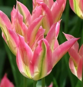 Virichi Tulip