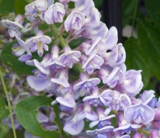 VINE Wisteria macrostachya 'Aunt Dee' (lilac-blue)