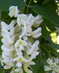VINE Wisteria macrostachya 'Clara Mack' (white)