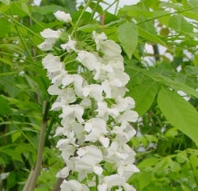 VINE Wisteria fl. 'Longissim-Alba' (white)
