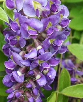 VINE Wisteria fr. 'Longwood Purple' (purple)
