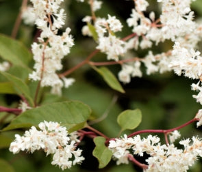 VINE Polygonum aubertii