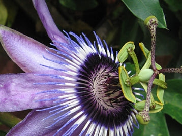 VINE Passiflora 'Betty Myles Young'