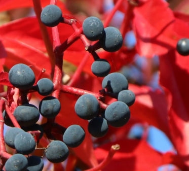 VINE Parthenocissus q. 'Engelmannii'