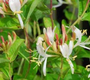 VINE Lonicera x 'Honey Baby'