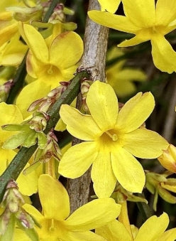 VINE Jasminum nudiflorum, Staked (yellow)