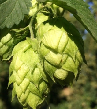 VINE Hops 'Chinook'