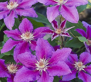 VINE Clematis x. 'Prince Phillip' (purple)