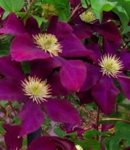 VINE Clematis x 'Warsaw Nike' (purple)