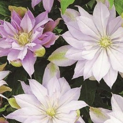 VINE Clematis x 'Violet Elizabeth' (pink)