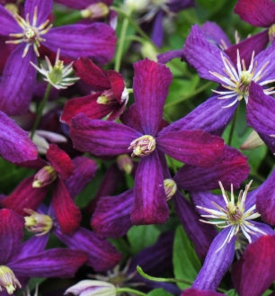 VINE Clematis x 'Sweet Summer Love' (purple)