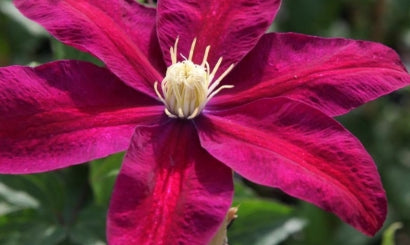 VINE Clematis 'Sunset' (red)