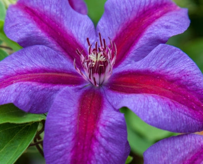 VINE Clematis 'Mrs. N Thompson' (purple-pink)