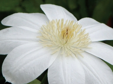 VINE Clematis 'Moonlight' (white)
