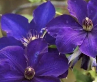 VINE Clematis x 'Edomurasaki' (purple)