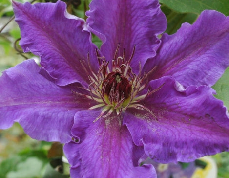 VINE Clematis 'Lord Nevill'(hybrid)