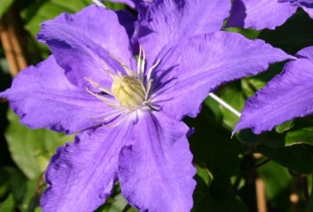 VINE Clematis 'Lasurstern' (blue)