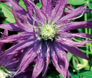 VINE Clematis 'Joe Zary' (Purple)