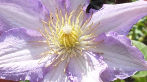 VINE Clematis 'Joan Picton' (Purple/White)