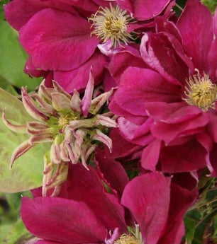 VINE Clematis x 'Red Star' (red)