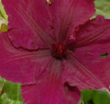 VINE Clematis 'Honora' (Violet-Purple)
