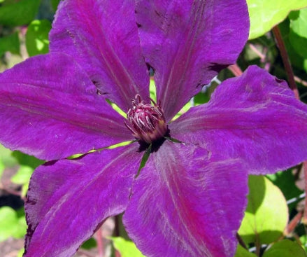 VINE Clematis 'Gypsy Queen' (purple)