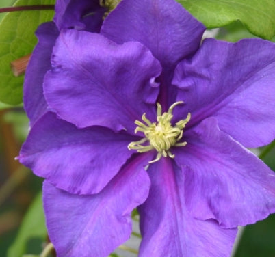 VINE Clematis 'General Sikorski' (blue)