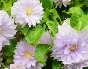 VINE Clematis 'Belle of Woking' (blue)